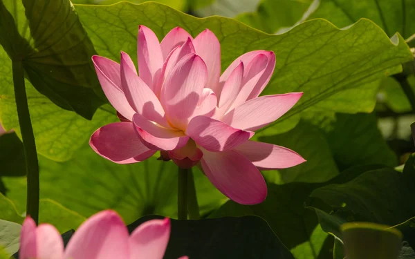 Le lac des fleurs de Lotus — Photo