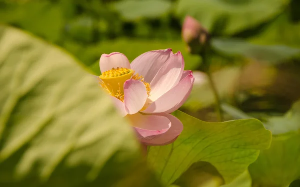 Le lac des fleurs de Lotus — Photo