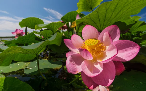 Lotus Gölü çiçekler