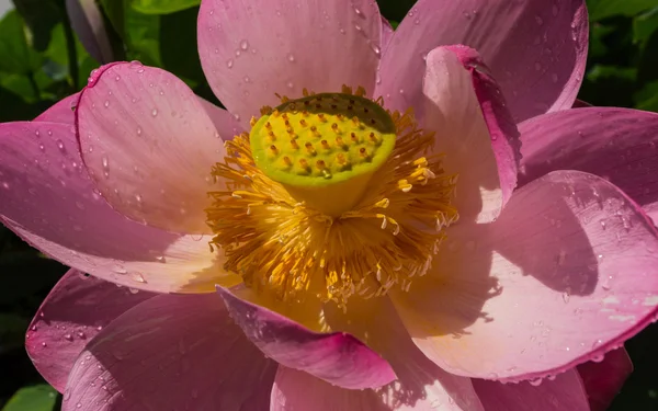 Le lac des fleurs de Lotus — Photo