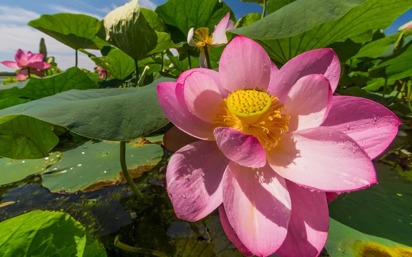 Le lac des fleurs de Lotus — Photo