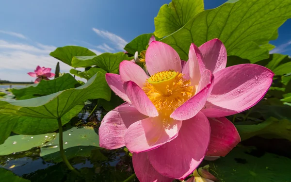 Le lac des fleurs de Lotus — Photo