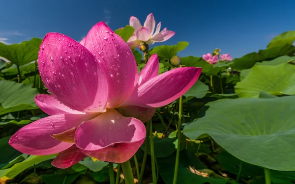 Le lac des fleurs de Lotus — Photo