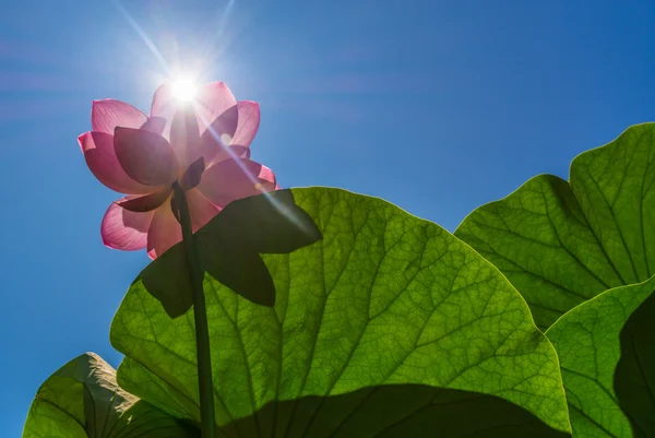 Le lac des fleurs de Lotus — Photo