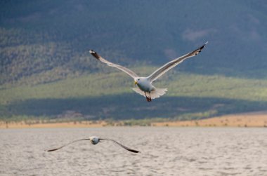 Vahşi yaşam Deniz Baykal