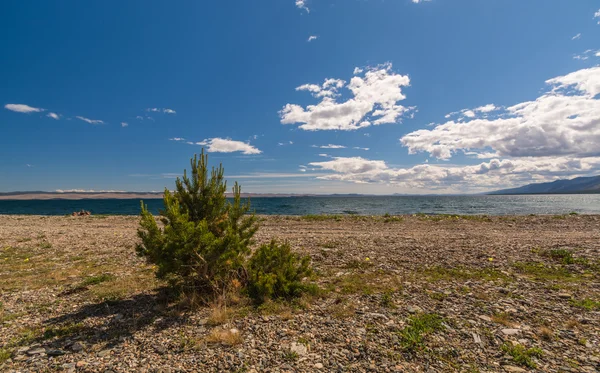 Vida selvagem do lago Baikal — Fotografia de Stock