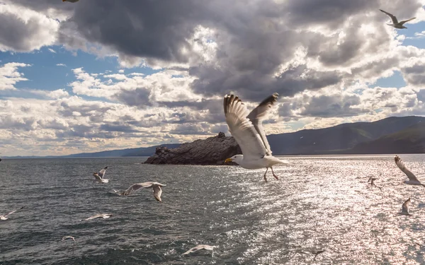 Wildlife of lake Baikal — Stock Photo, Image