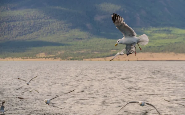 Wildlife of lake Baikal — Stock Photo, Image