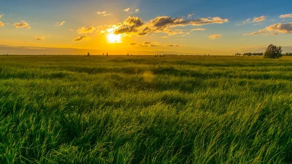 Sonnenuntergang auf dem Feld — Stockfoto