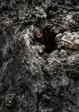 bir ağaçta derin delik