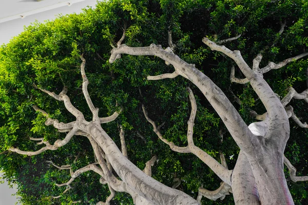 Under Branches — Stock Photo, Image