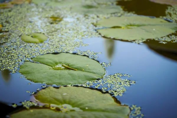 Lotus laisse sur l'eau — Photo