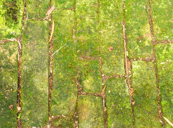 Green Moss Concrete Brick on a Floor in the Garden — Stock Photo, Image