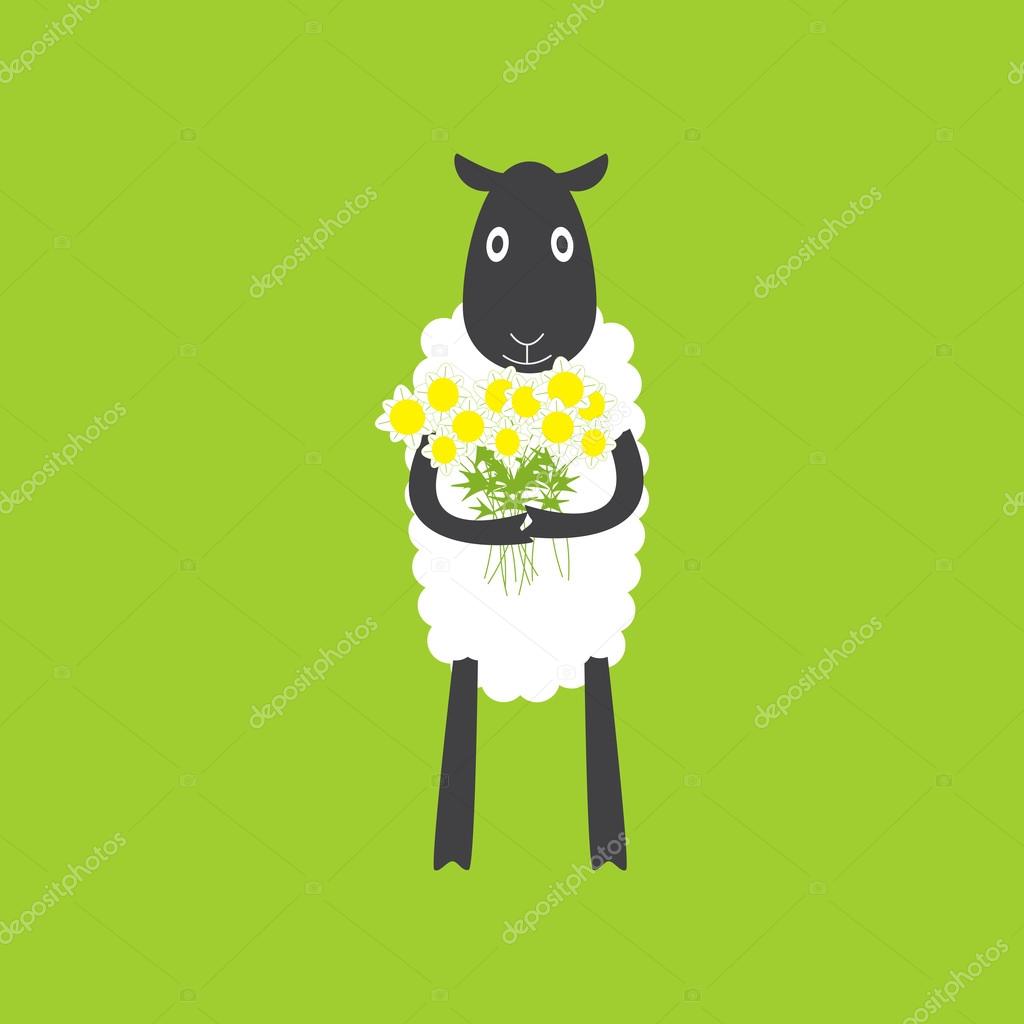 Cute standing sheep with dark grey head, grey legs and white body holding big bouquet of chamomiles in the hands isolated on bright green background