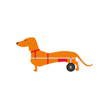 Dachshund gezici