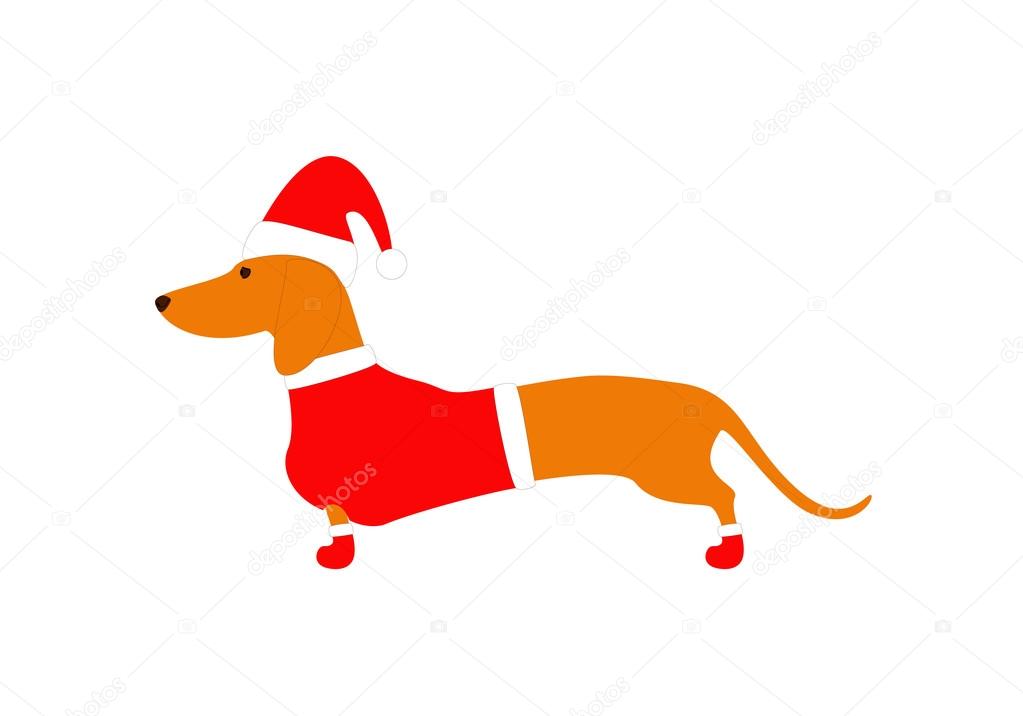 Dachshund wearing Christmas suit