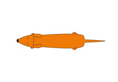 Dachshund Üstten Görünüm