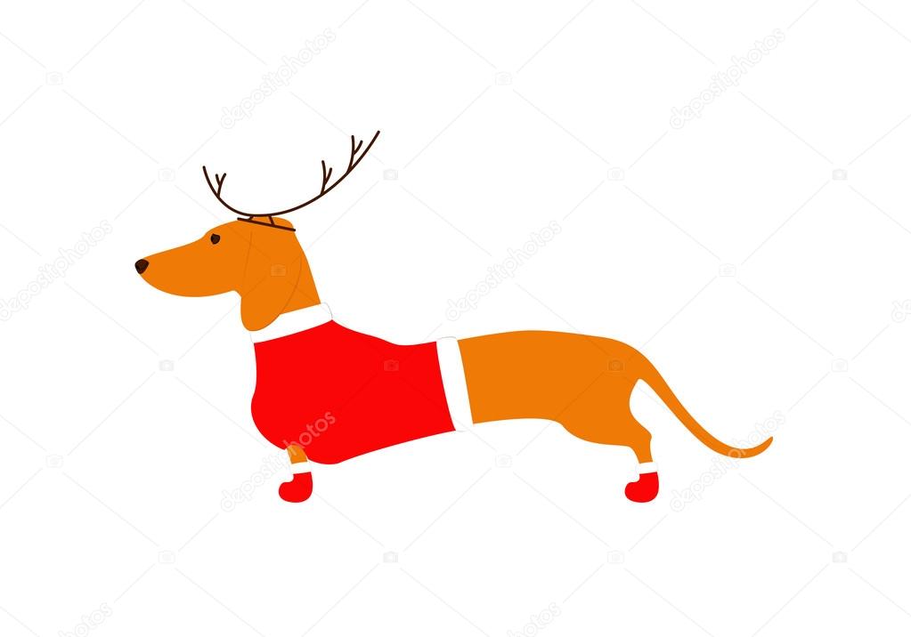 Dachshund in reindeer horns and Christmas suit