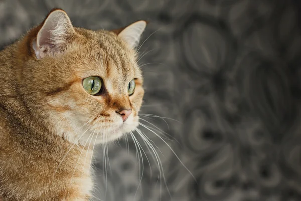 Kırmızı kedi siyah arka plan üzerine oturarak seyir