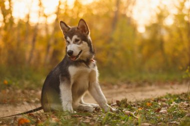 Siberian dış yapraklar sonbaharda ormandaki