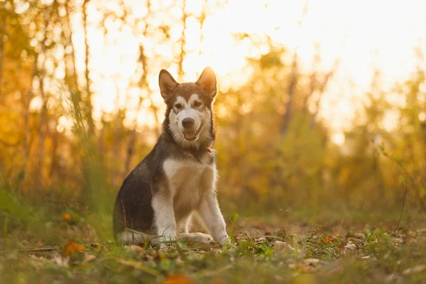 Siberian dış yapraklar sonbaharda ormandaki