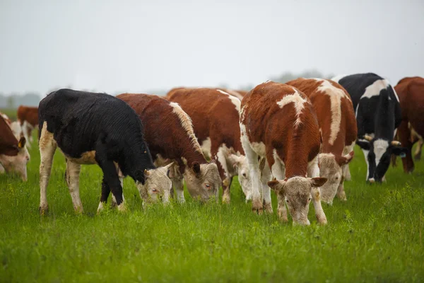 Koeien grazen op een groene zomer weide in Hongarije — Stockfoto