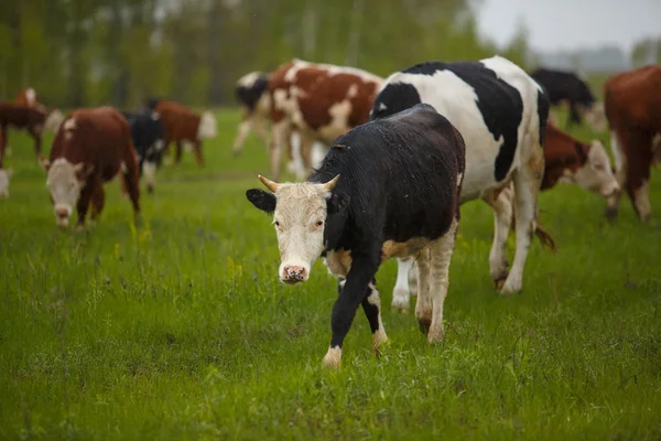 Koeien grazen op een groene zomer weide in Hongarije — Stockfoto