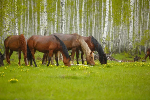 Bir at bir orman glade içinde. Yaz parlak fotoğraf. Köyün doğası,