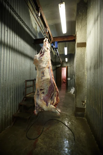 Mezbaha inek, inek soğuk yarısında kanca asılı