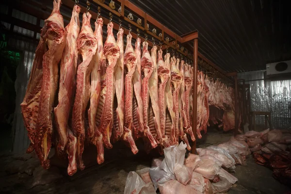 Mezbaha inek, inek soğuk yarısında kanca asılı