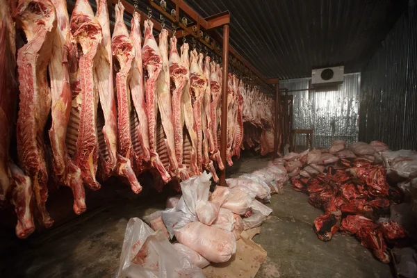 Mezbaha inek, inek soğuk yarısında kanca asılı