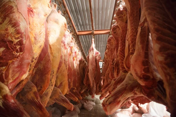 Mezbaha inek, inek soğuk yarısında kanca asılı