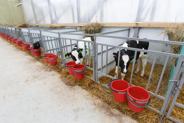 Vaches se nourrissant dans une grande étable — Photo