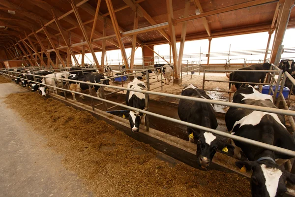 Mucche che si nutrono in grande stalla — Foto Stock