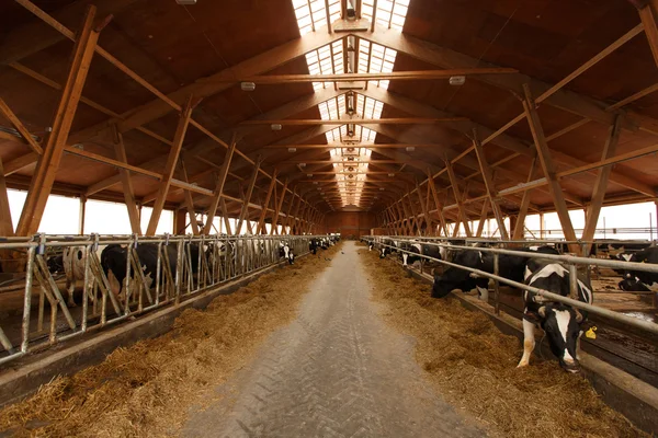 Troupeau de jeunes vaches dans une étable — Photo