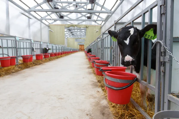 inek besleme büyük cowshed