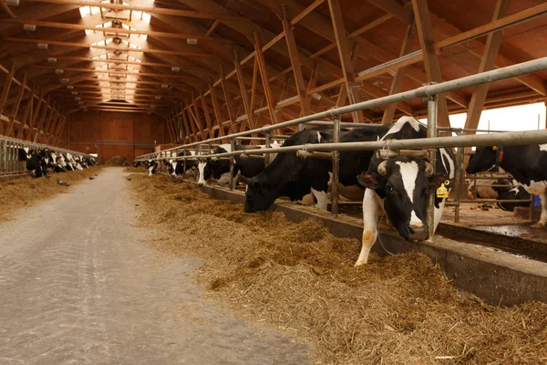 cowshed genç inek sürüsü