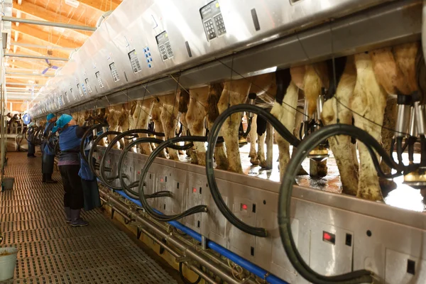 Installation de traite des vaches et équipement de traite mécanisé — Photo