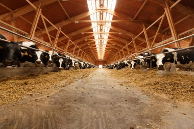 cowshed genç inek sürüsü