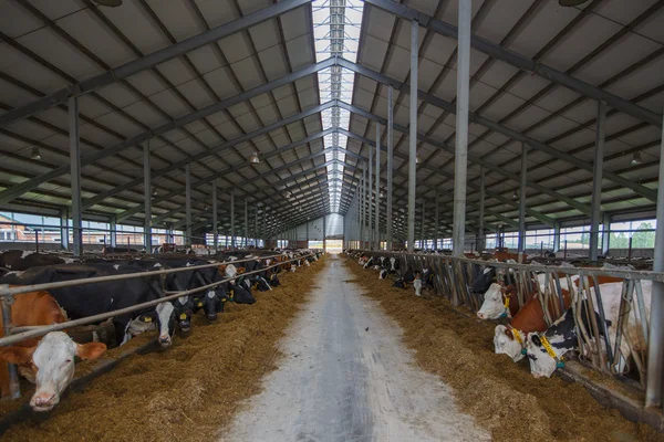 Troupeau de jeunes vaches dans une étable — Photo