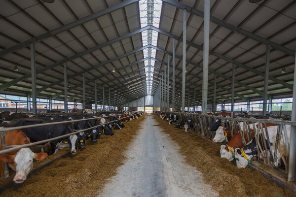 Herd of young cows in cowshed
