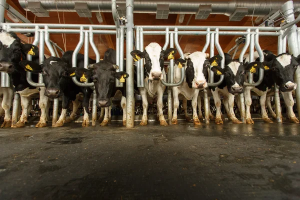 Vaches se nourrissant dans une grande étable — Photo