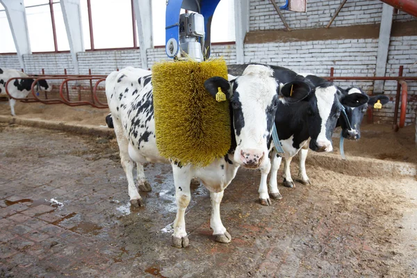 Buffles prenant un bain — Photo