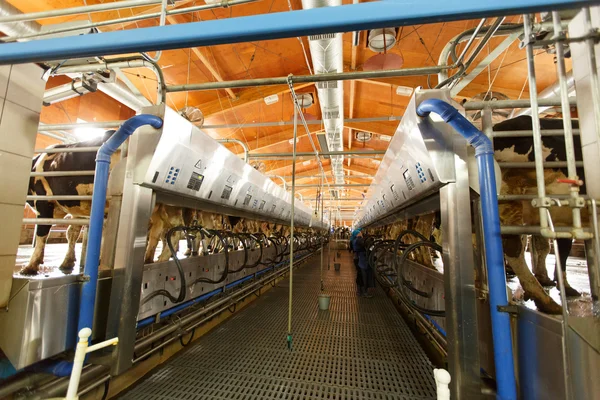 İnek sağma tesisi ve mekanize sağma ekipmanları