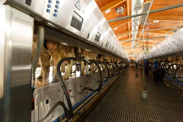 Коров'яче доїльне обладнання та механізоване доїльне обладнання — стокове фото