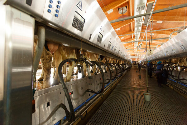 Cow milking facility and mechanized milking equipment
