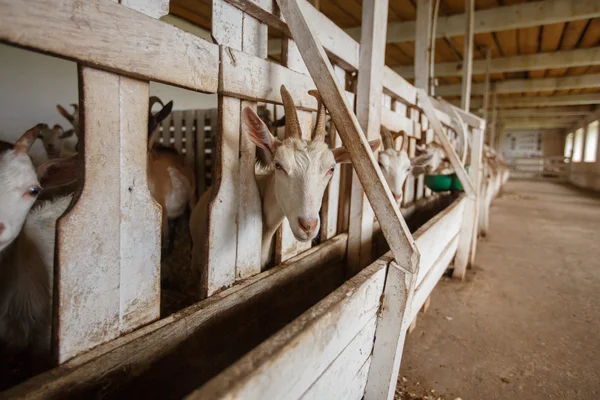 Mucche che si nutrono in grande stalla — Foto Stock