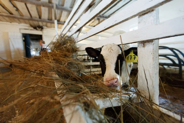 Vaches se nourrissant dans une grande étable — Photo