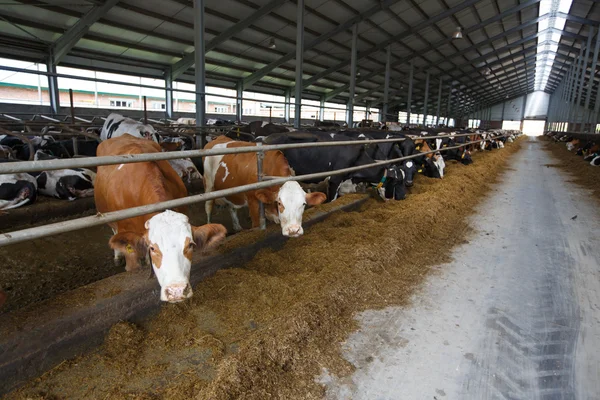 Mucche che si nutrono in grande stalla — Foto Stock