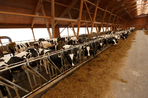 cowshed genç inek sürüsü